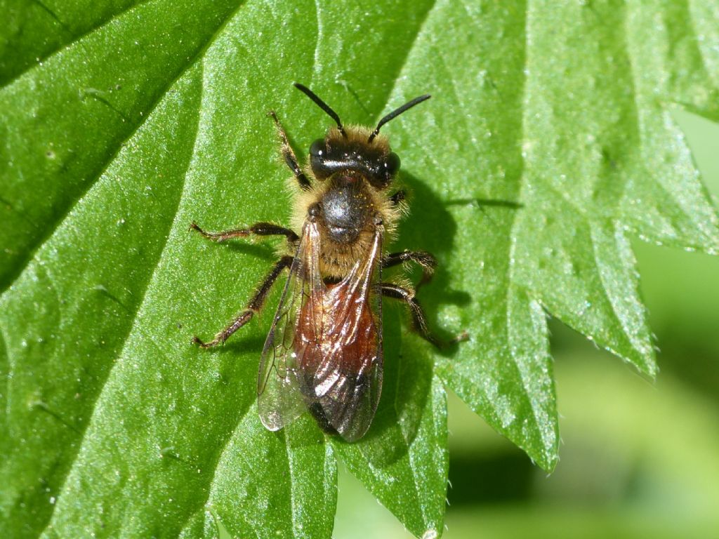 Hymenoptera da identificare